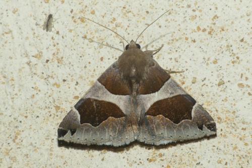 Réf. 237 075 : Dysgonia algira
